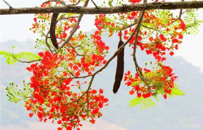 怒江旅游 鳳凰花開紅似火，峽谷賞花正當(dāng)時(shí)